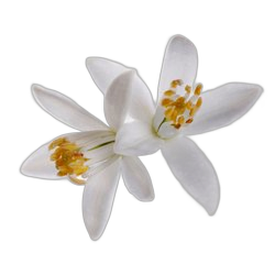 Tamarind Blossom